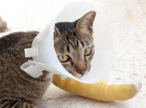 捡到严重摔伤的猫咪，应如何帮助它？喵星人身手灵活也需小心照看