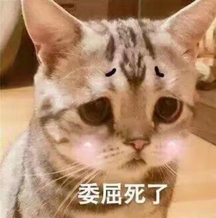 忘关水龙头家里被淹, 在马桶上发现猫咪, 网友却被它的表情笑哭了