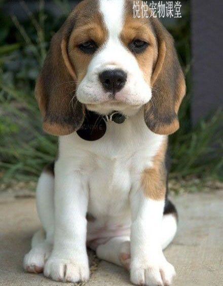 狗狗在家洗澡的正确方法，你做对了吗？