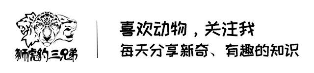 老虎吃过熊猫吗？历史上大熊猫曾与华南虎长期共存过