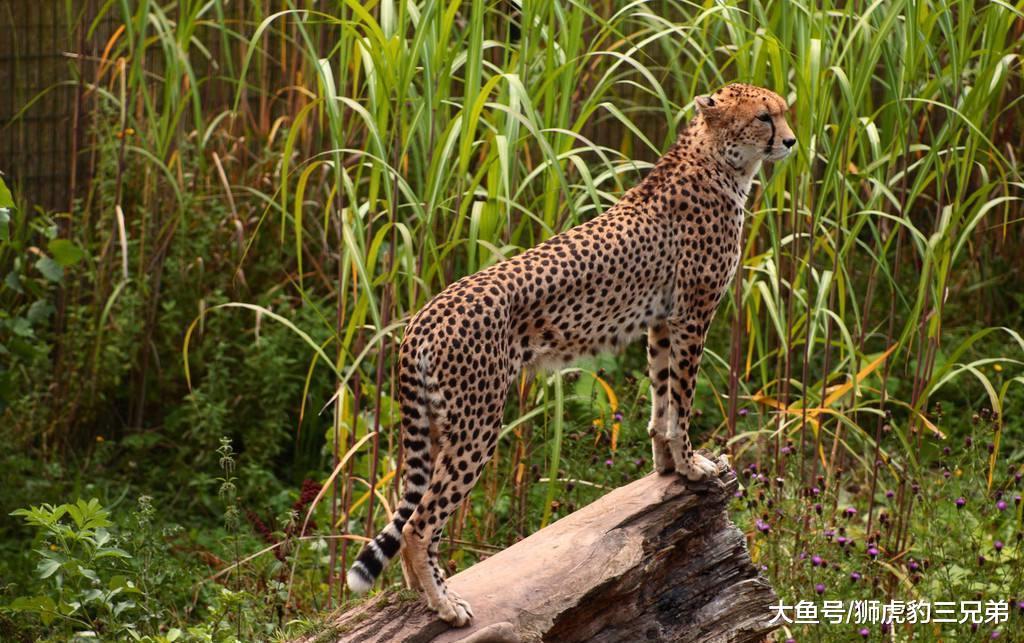 这种猫科动物是猎豹的罕见变异，人类送了它一个霸气名字：王猎豹