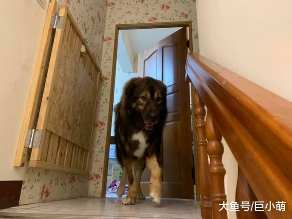 领养的狗一样很暖！主人感化俄罗斯猛犬，狗每天在房门口等主人