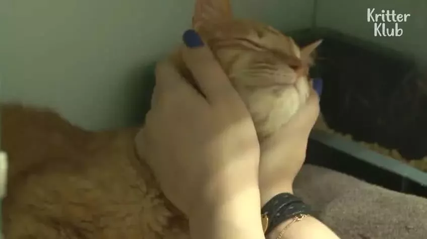 因为爱，这只橘猫爆瘦成一道闪电