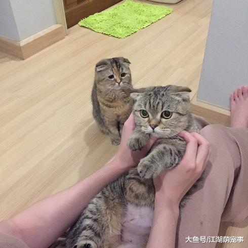 主人正和猫咪玩耍, 另一只猫: 最烦你这个喜新厌旧的人!