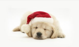 狗狗顽皮淘气又拆家，让人头疼，其实让狗狗变好的训练方法很多的