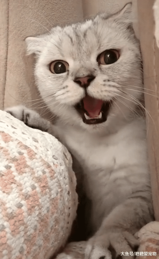 猫咪躲猫猫之后，发现主人忘了找它，忍不住出来提醒主人：我在这