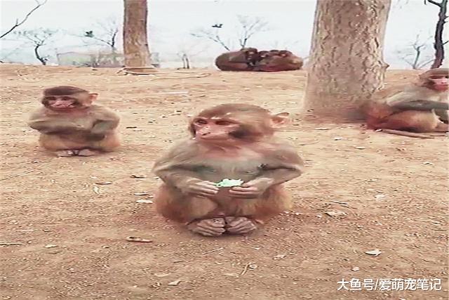网友给小猴子一颗糖，被同伴抢走后还不好意思要回来，好文静啊！