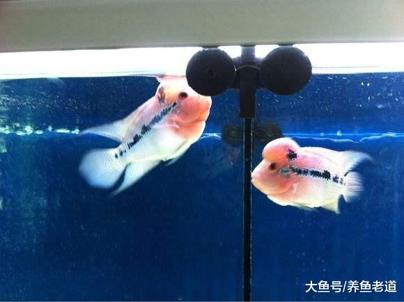 为什么人家的观赏鱼飞速生长我们的就不行，除去疾病还有哪些因素