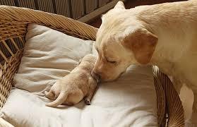 母狗的产后护理，除了预防3种疾病，还要注意这些