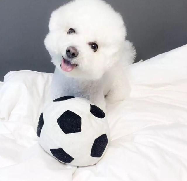 狗狗有泪痕很丑? 方法用对了, 泪痕马上消失, 恢复无痕脸庞