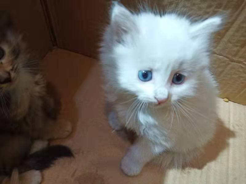 我喜欢你，那个叫二条的猫，下次我带着小鱼干去见你