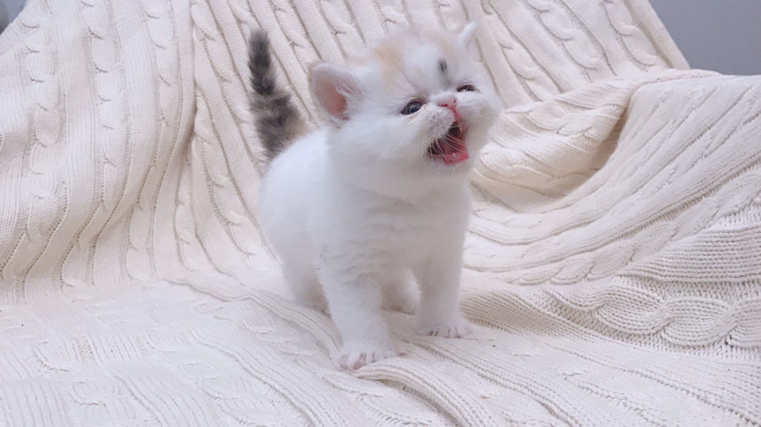 网友说他家的猫咪凶得很！就是奶凶奶凶的，这模样要萌死人了……