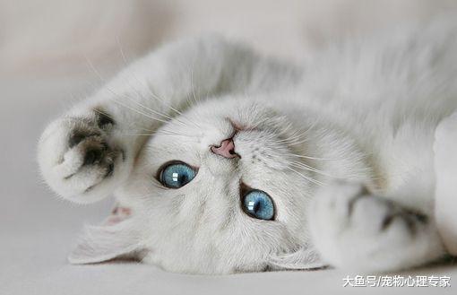 辟谣! 猫咪为什么会踩奶? 只因为思念母亲吗?