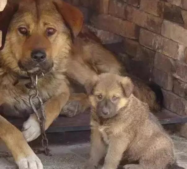 朋友在路边花30元买了一只土狗, 网友看到却说赚大了