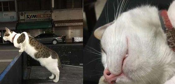 高中生染上猫瘾! 每天放学都要狂吸15秒, 看表情就知道戒不掉了