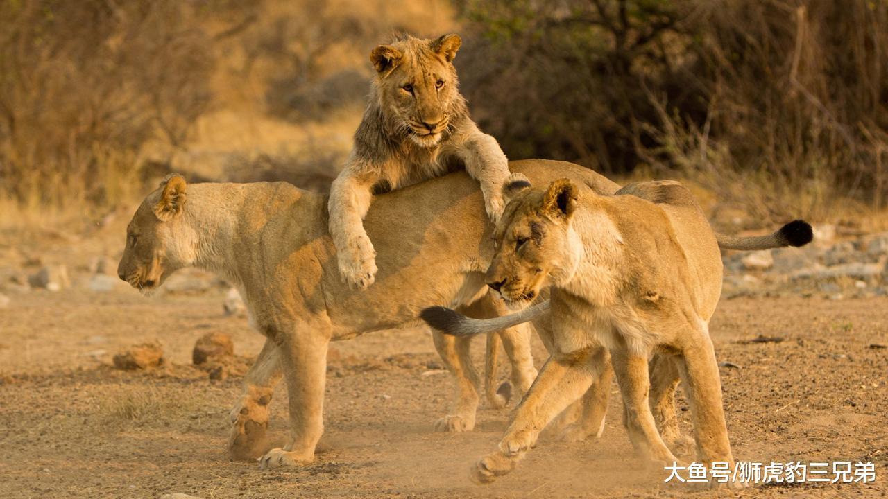 狮子间的“爱恨情仇”, 雄狮掌管一个狮群, 真的太不容易了