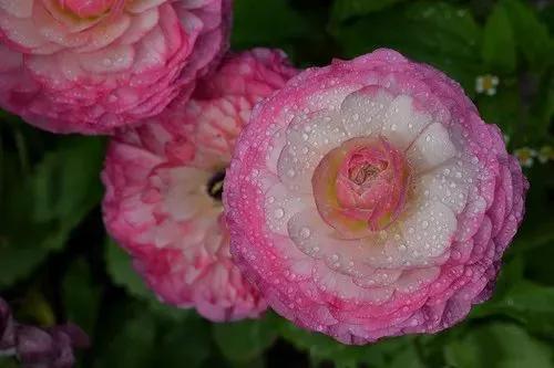 6个花卉拍摄技巧，巧助你成为“拍花大师”