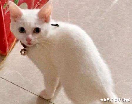 将喵咪锁在家中，下班回来看到这画面，主人：你是要当体操运动吗