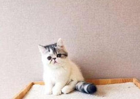 怎么看加菲猫发腮，加菲猫发腮时间