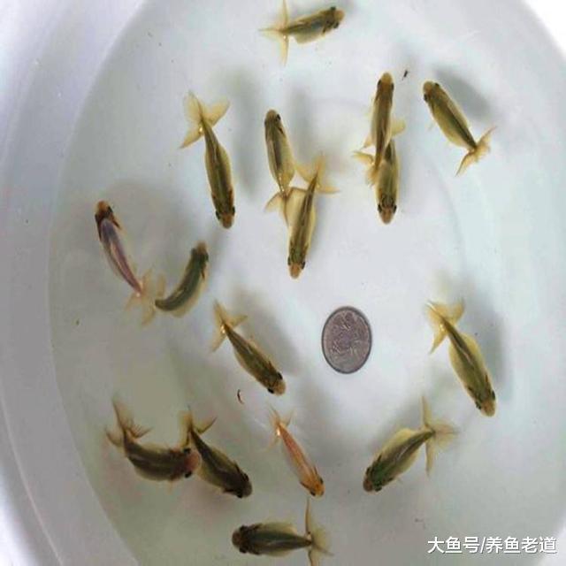 自家的金魚繁殖成功后，小魚苗應該怎么喂養、換水？