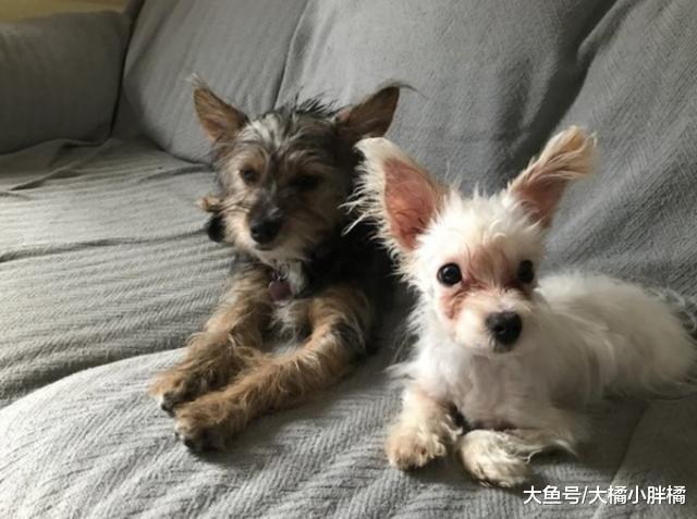 小狗天生残疾，身体瘦弱的它却爱走路，小狗：原来我这么棒！