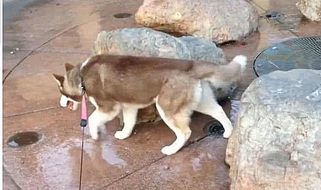 二哈坐在泉眼上，喷泉上忽然喷水，二哈：总有刁民想害朕！