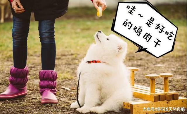 在狗市買狗，謹記這5種狗狗不能買，小心被坑！