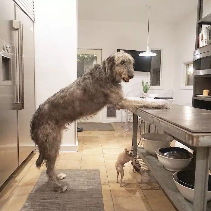神秘的爱尔兰猎狼犬, 原来是这么的乖巧温顺会卖萌