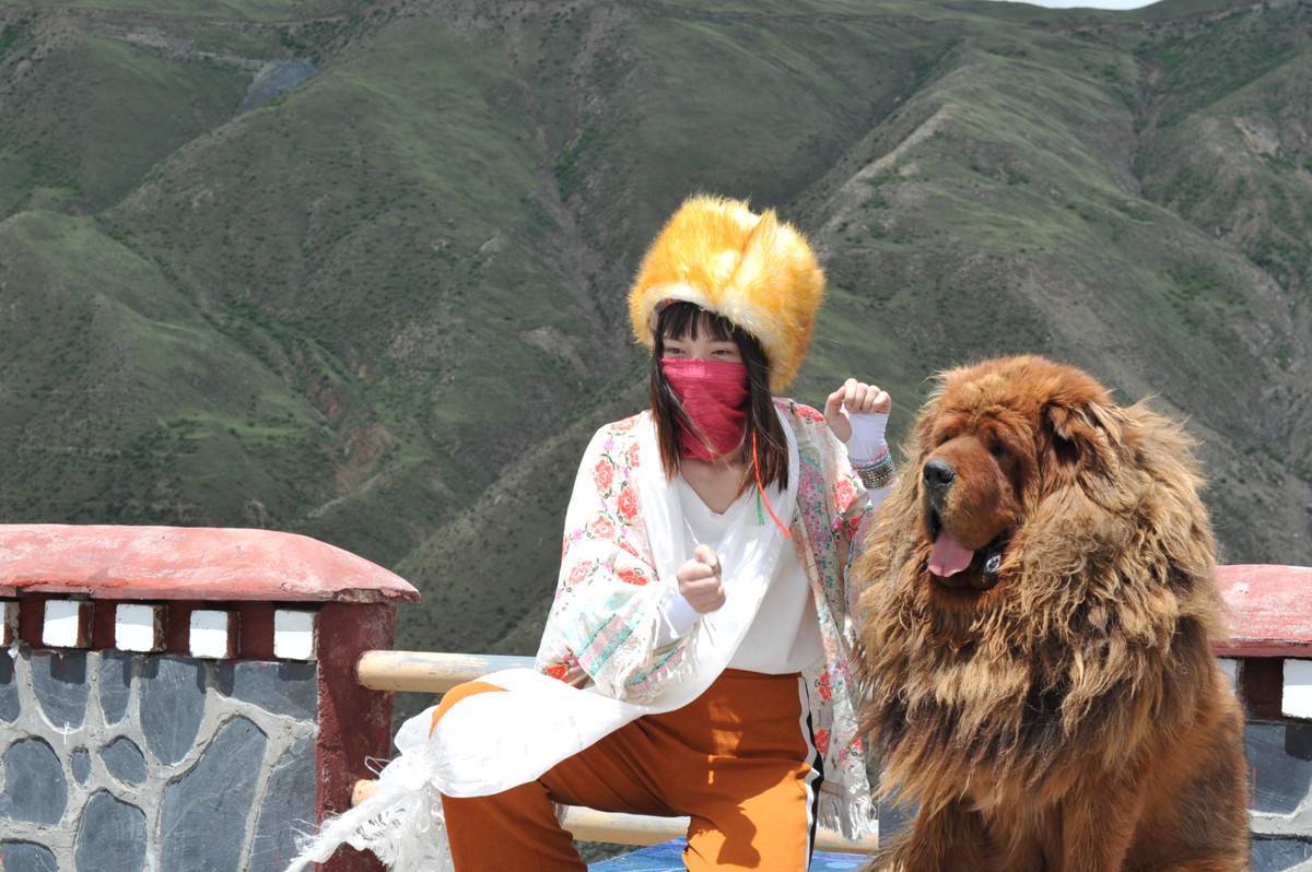 藏獒忠诚到什么地步? 无欲无求, 誓死追随! 主人感动, 生人落泪!