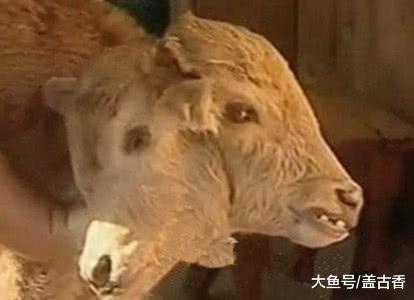 双头的动物你们见过吗？看着都感觉恐怖，真是世界之大无奇不有！