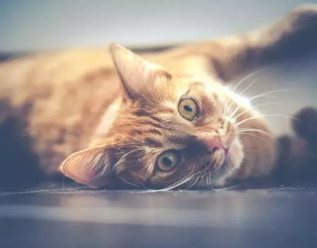 家猫一旦被丢弃，30%的猫咪会在半年内死亡，让人心疼！