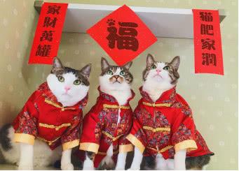 年夜飯的魚差點讓貓吃了，年30真心改吃貓肉了吧！這個笨貓