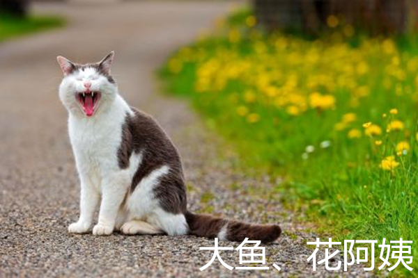 猫奴可不是谁想做就能做的，想做猫奴，看看你能做到下面这些么？