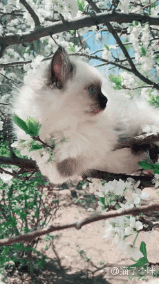 是你自己选的困难模式，不怪我