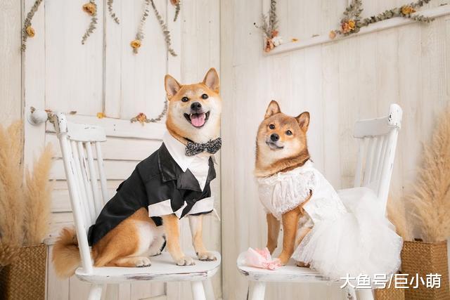 柴犬情侣终成眷侣，结婚照甜死大量网友，每天视频通话维系感情