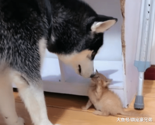 哈士奇看到小猫脱单，走上去还环顾四周，狗：哈哈，猫妈终于走了