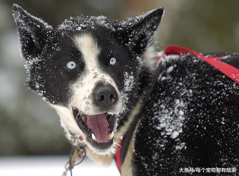 总觉得自己养的狗，不如别人家的那么聪明懂事，大家觉得呢