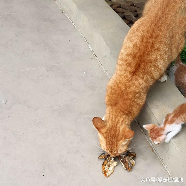 早上打开门，门口出现6只橘猫！自带吸猫体制是什么感受？