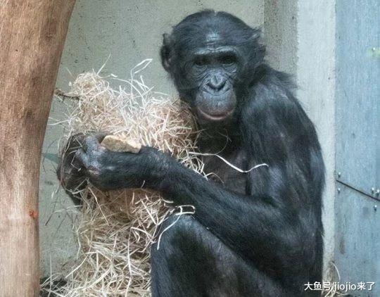 悲慘黑猩猩被親媽棄養，遭同伴霸凌，耳朵被咬掉，甚至還……