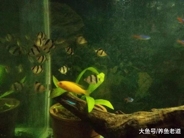 永别了这条身受重伤的小三湖，到家第四天终于还是水霉了