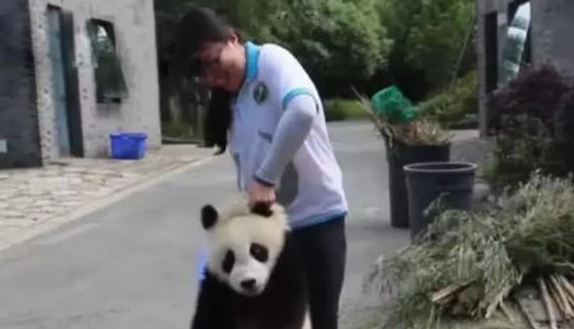 大熊猫饿了想翻垃圾桶, 被奶妈一手提着走: 给个面子, 我可是国宝