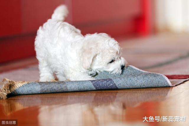 劝你不要这样养“比熊犬”，不然它的寿命至少短5年