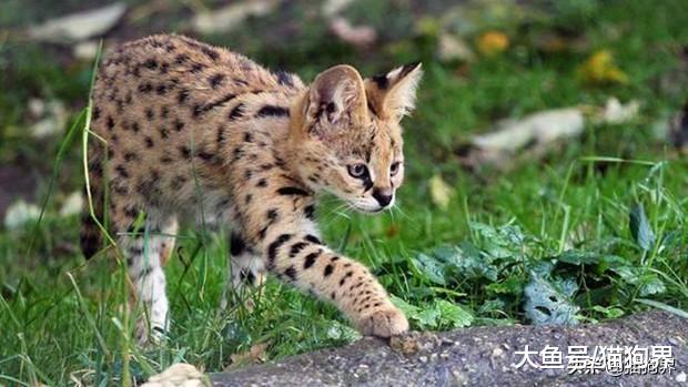 气场强大的热带草原猫，猫奴们喜欢吗？