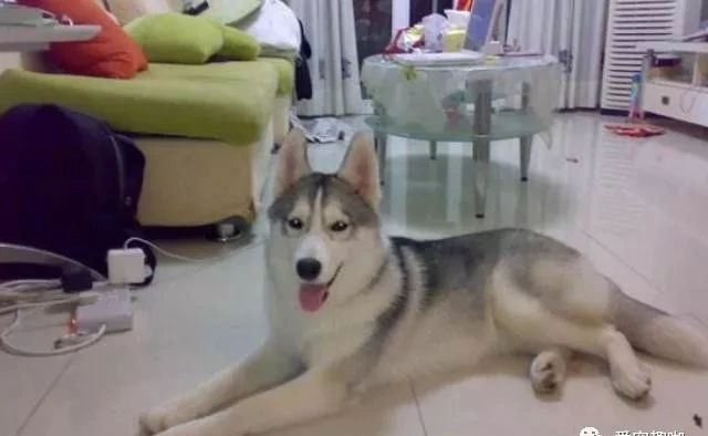 宠物狗路过狗肉馆救下一只哈士奇，将其带回家后，觉得自己做对了