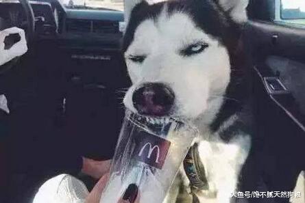 不瞒你说“低智商”的狗狗, 才会做这5件事, 请对号入座!