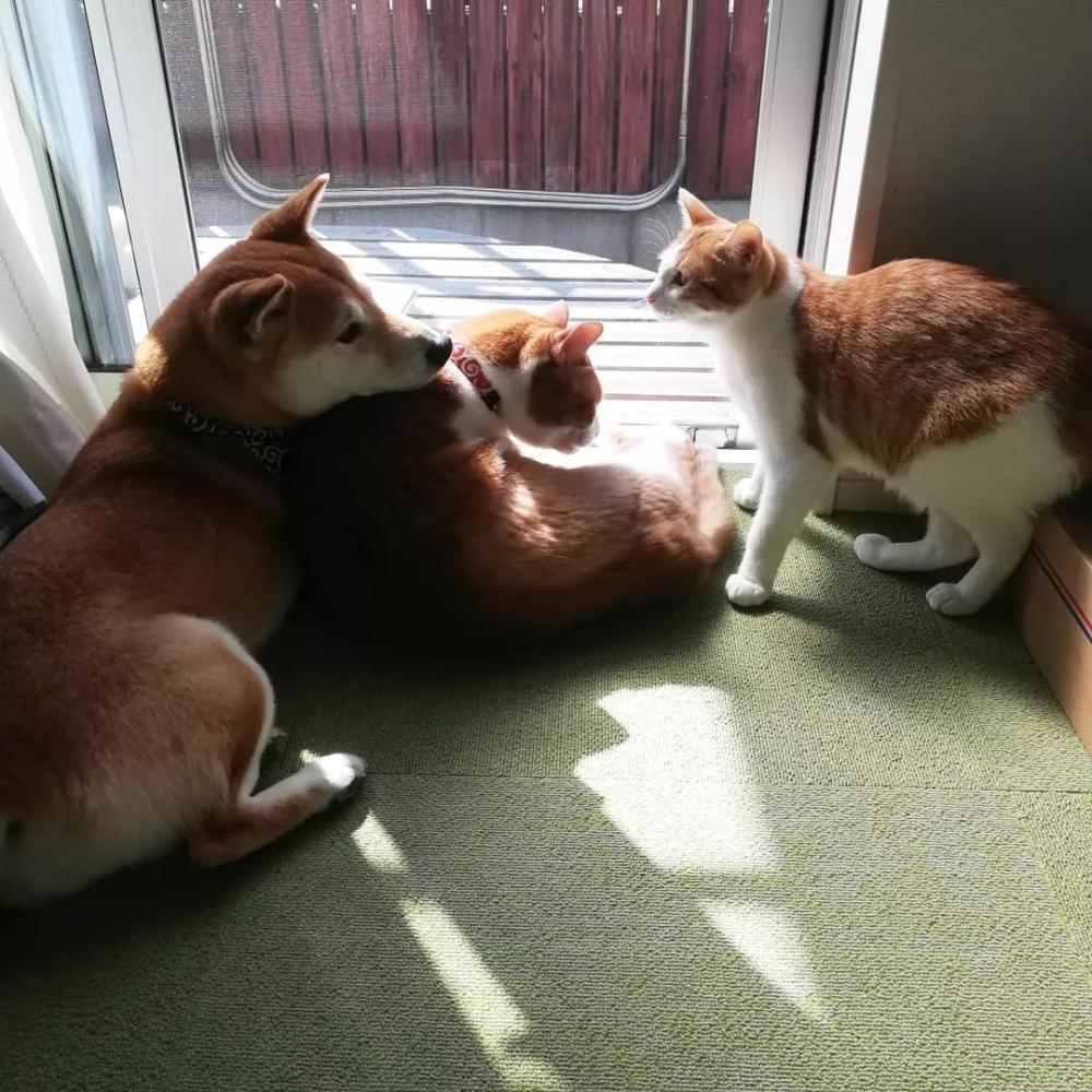 猫狗双全！家有柴犬和橘猫的这位铲屎官真是让人羡慕