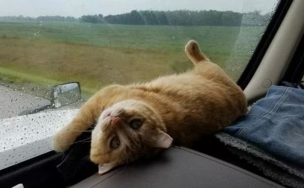一人一猫一货车，这个司机的世界，既枯燥也温柔