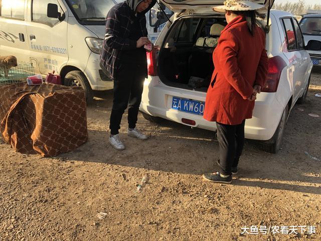 商贩出售少见藏獒幼犬喊价2200元, 称是自己培育的藏獒!