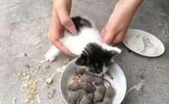 找到一窩小老鼠，本想為貓咪加餐，不料貓咪的反應卻讓人不淡定了