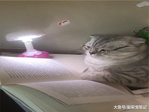 英短折耳趁主人不在场, 居然偷偷戴上眼镜看书, 这猫好有学问啊!
